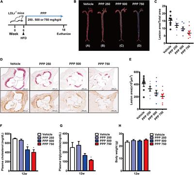 Punicalagin Attenuates Disturbed Flow-Induced Vascular Dysfunction by Inhibiting Force-Specific Activation of Smad1/5